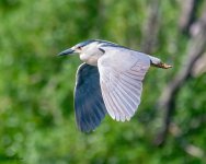 BlackCrownedFlight-925.jpg