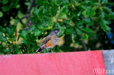 DSC_8461_01.jpg