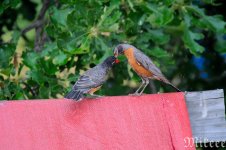 DSC_8463_01.jpg