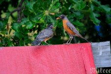 DSC_8465_01.jpg
