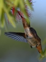Hummer17.jpg