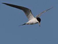 Tern.jpg