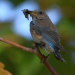 Bluebird11.jpg