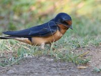 Swallow5.jpg