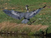 BlueHeron2.jpg