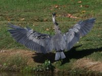 BlueHeron3.jpg