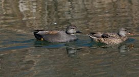 DSC_4303.jpg