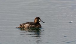 DSC_4270.jpg