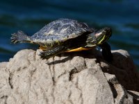 Turtle.jpg