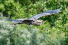 GBHFlight-925.jpg