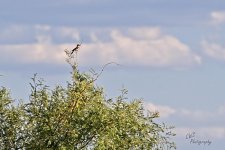 06-26-21-CR-_D501326-ON1.jpg