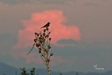 06-24-21-CR-_D501315-ON1.jpg