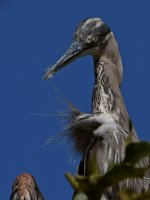 BlueHeron3.jpg