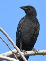 Crow2.jpg