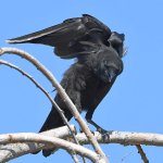 Crow8.jpg