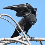 Crow9.jpg