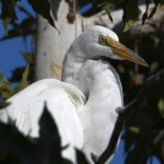 Egret3.jpg