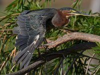 GreenHeron5.jpg