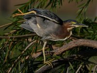 GreenHeron6.jpg