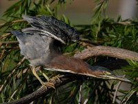 GreenHeron9.jpg