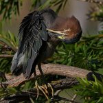 GreenHeron12.jpg