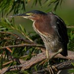 GreenHeron13.jpg
