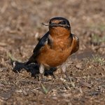 Swallow4.jpg