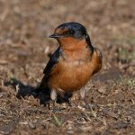 Swallow5.jpg