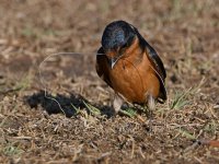 Swallow7.jpg
