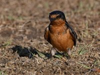 Swallow6.jpg