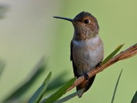 Hummer2.jpg