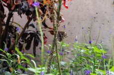 DSC_1074.jpg