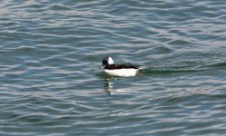 DSC_3982.jpg