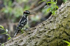 DSC_5289.jpg