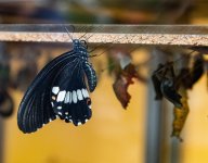 DSC_1081.jpg