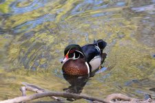 DSC_1544.jpg