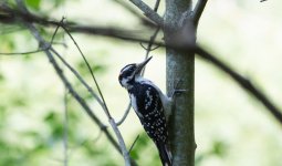 DSC_5376.jpg