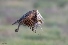 BurrowingOwlFlight-928.jpg