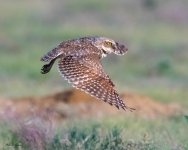 BurrowingOwlFlight-930.jpg