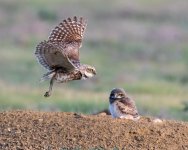 BurrowingOwlFlight-926.jpg