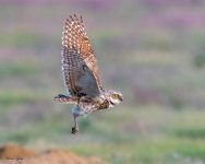 BurrowingOwlFlight-929.jpg