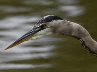 BlueHeron2.jpg