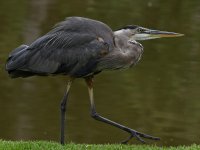 BlueHeron5.jpg