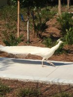 White Peacock-rerotated.jpg White Peacock-rerotated.jpg
