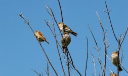 DSC_0092.jpg