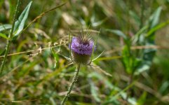DSC_2659.jpg