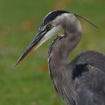 BlueHeron3.jpg