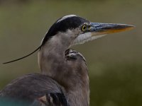 BlueHeron4.jpg