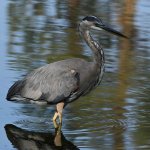 BlueHeron7.jpg