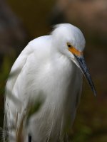 Egret.jpg